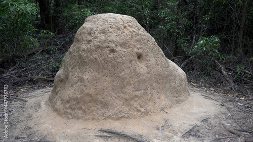 a milk termite mound at morton national park photo