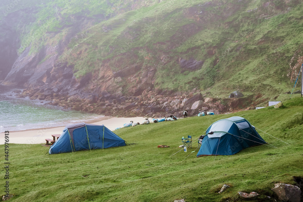 Tents by Keem beach, flock of sheep sleeps on the ground, Morning time