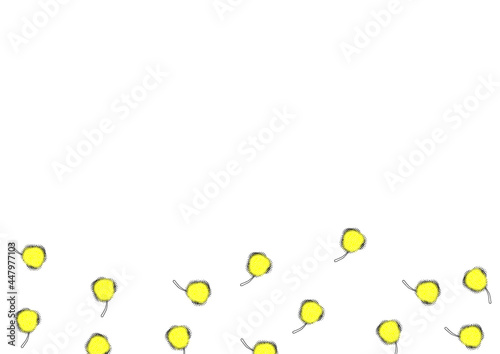 蕾