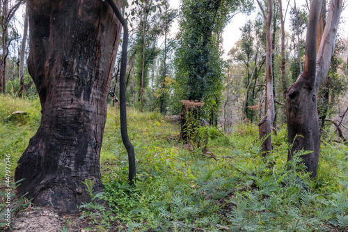 group of trees and vines in the forest photo