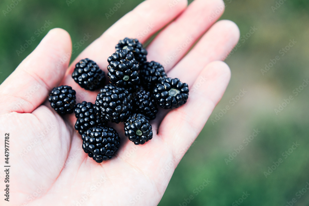 Mulberries in the hand. Black berry. Small depth of field and blurred natural background. Concept of healthy seasonal nutrition. Selective focus. Mulberries in the hand. Black berry. Small depth of field and blurred natural background. Concept of healthy seasonal nutrition. Selective focus.