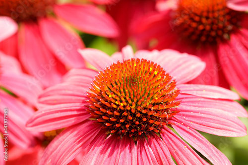 Echinacea Cultivar in Bloom in Northern California.