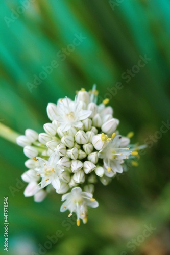 Flor blanca de cebolla de verdeo en primer plano  con fondo desenfocado.