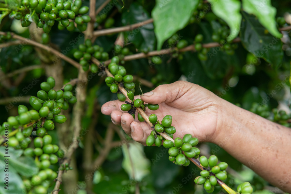 Hand holding plantation of green coffee beans to harvest Hand holding plantation of green coffee beans to harvest