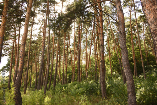 forest in the morning