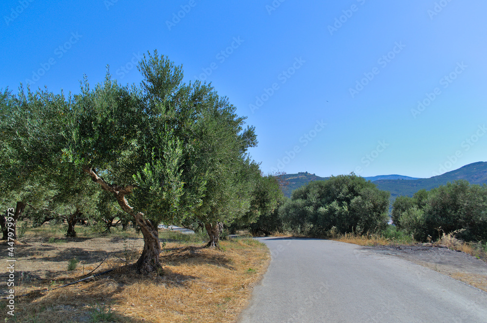 The road along the fields with olive trees on a summer sunny day.