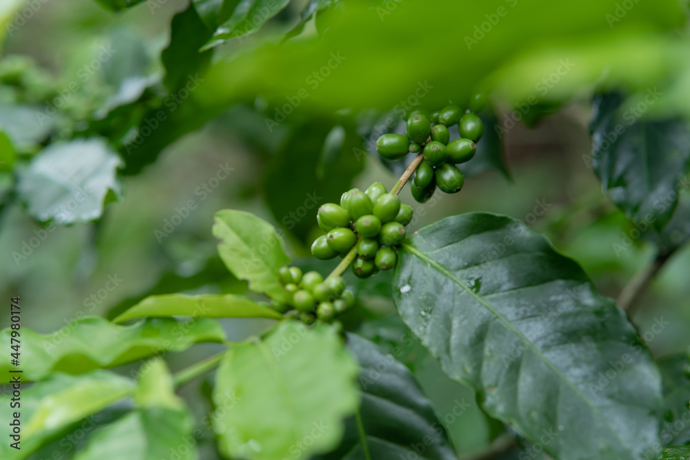 Plantation of green coffee beans to harvest Plantation of green coffee beans to harvest
