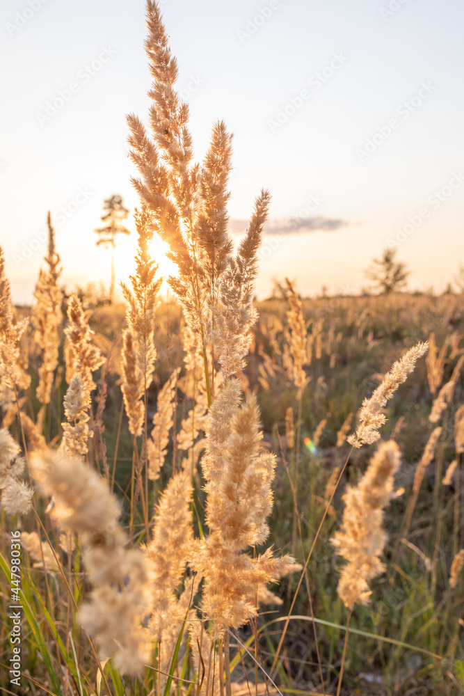 Calamagrostis epigejos a woody small-leaved or shrubby grass. A field of golden spikelets at sunset in hot summer. Vertical Calamagrostis epigejos a woody small-leaved or shrubby grass. A field of golden spikelets at sunset in hot summer. Vertical