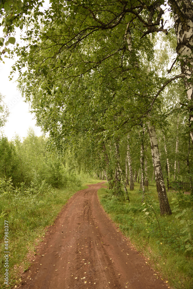 road in the woods road in the woods