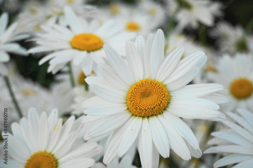Meadow of white Chamomile flowers in the morning sun close up. Herbal medicine. Meadow of white Chamomile flowers in the morning sun close up. Herbal medicine.