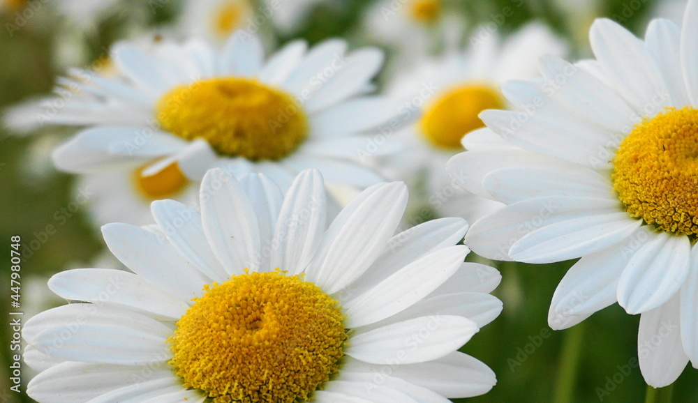 Obraz premium Meadow of white Chamomile flowers in the morning sun close up. Herbal medicine.