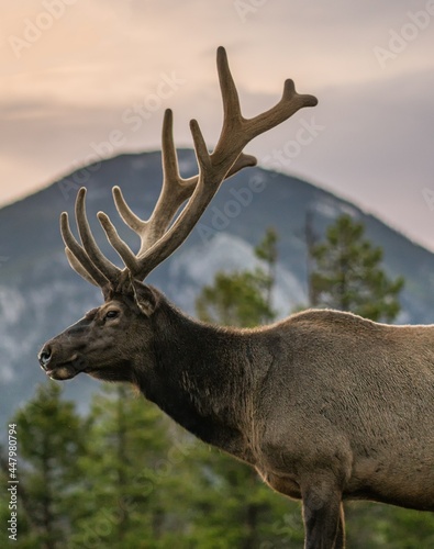 deer in the woods