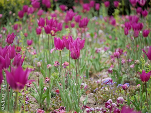 field of pink tulips in spring