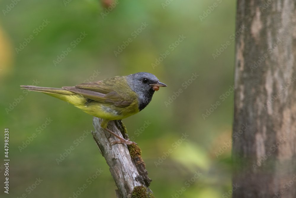 A closeup of a Mourning Warble (geothlypis philadelphia) on a branch with a green background A closeup of a Mourning Warble (geothlypis philadelphia) on a branch with a green background
