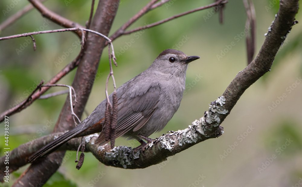 A closeup of a Grey Catbird ( ) perching in a tree in Muskoka in summer A closeup of a Grey Catbird ( ) perching in a tree in Muskoka in summer