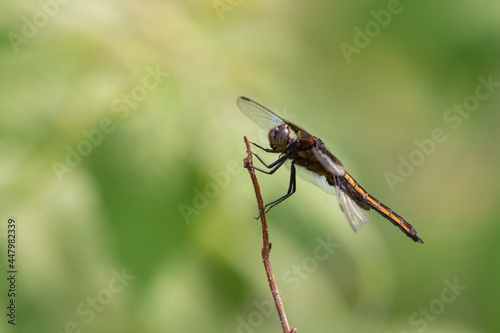 A close up of a dragonfly on a plant with soft green nature background