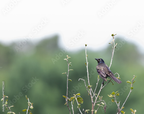 A Common Grackle (quiscalus quiscula) perched on a shrub with a soft green and white background photo