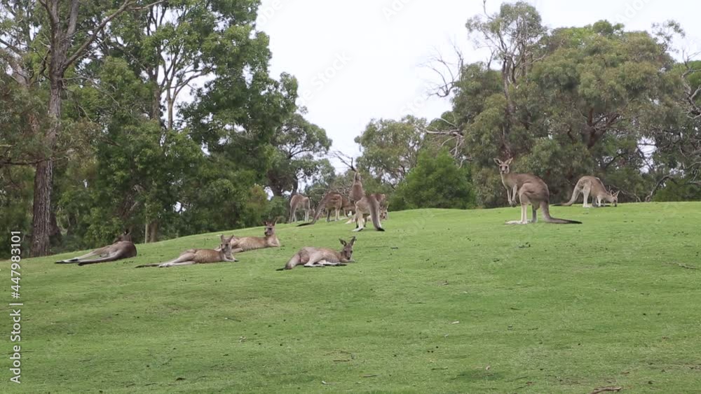 Kangaroo resting - Victoria, Australia Kangaroo resting - Victoria, Australia