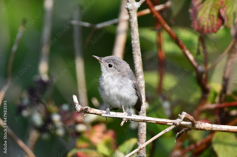 Close up of a Blue Gray Gnatcatcher bird sitting perched on a branch