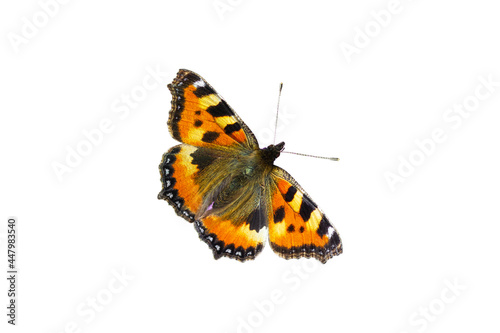 orange butterfly isolate