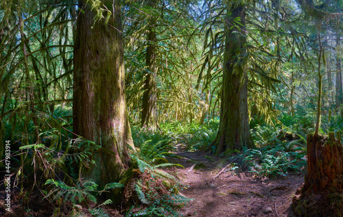 Pacific Northwest Forest Lichen. Beard Lichen hanging from the branches trees in the Pacific Northwest.© maxdigi