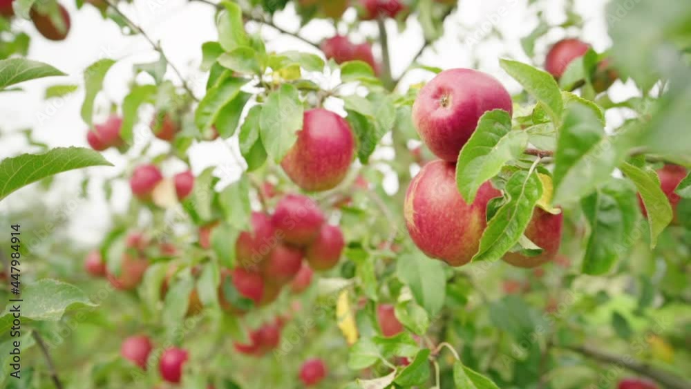 Focus shift from green leafs of an apple tree to beautiful red apples Focus shift from green leafs of an apple tree to beautiful red apples