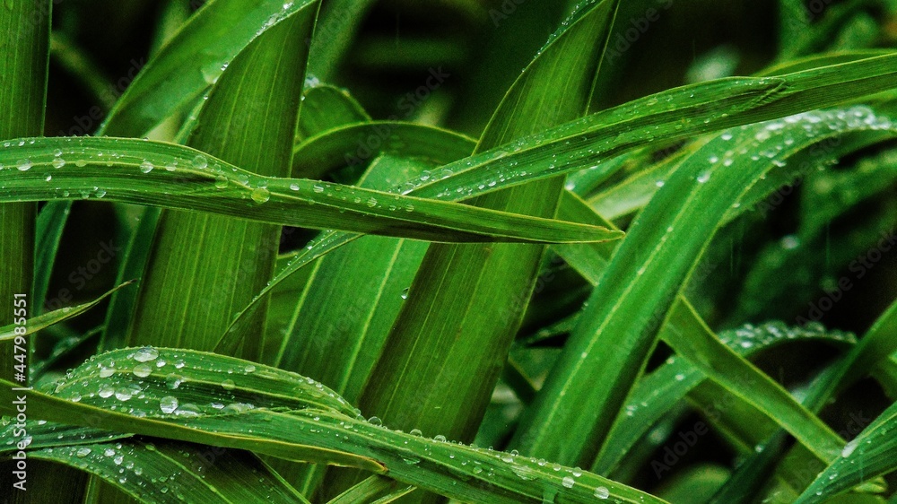 Fototapeta premium rain day