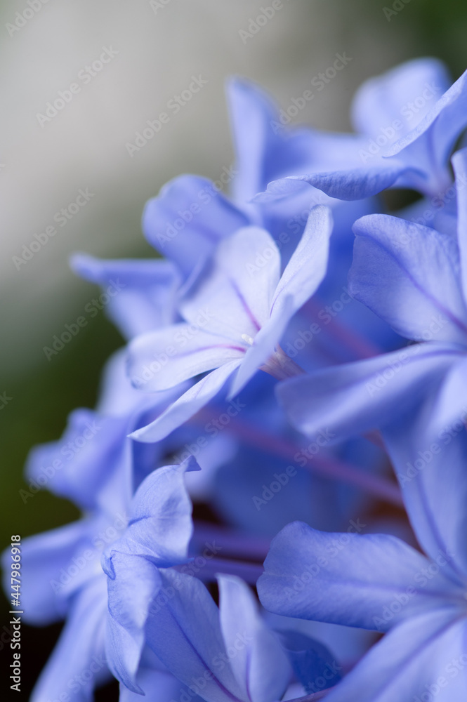 ベランダガーデニングのルリマツリ 5月から10月ごろまで爽やかなブルーと白の花を繰り返し楽しめる 別名プルンバゴとも呼ばれる ルリマツリの花言葉は いつも明るい 同情 ひそかな情熱 Stock Foto Adobe Stock ベランダガーデニングのルリマツリ 5月から10月ごろまで爽やかなブルーと白の花を繰り返し楽しめる 別名プルンバゴとも呼ばれる ルリマツリの花言葉は いつも明るい 同情 ひそかな情熱 Stock Foto Adobe Stock