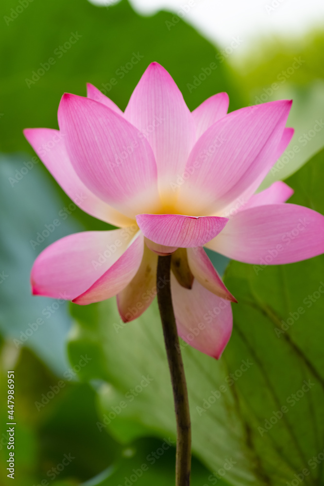 blooming lotus flower at vertical composition blooming lotus flower at vertical composition