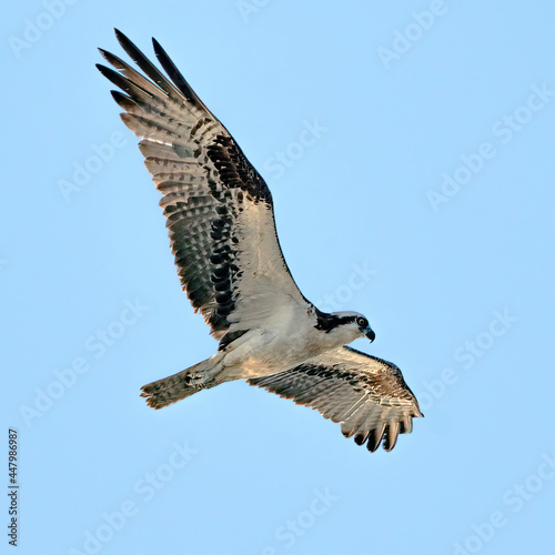 Osprey  raptor   bird