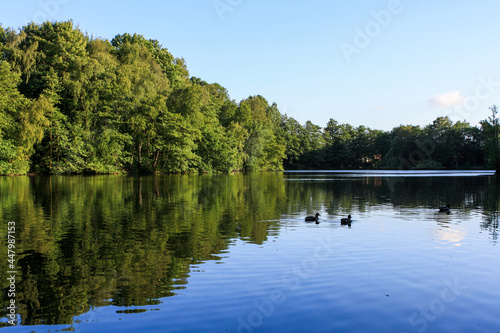 View of lake in forest in Germany with mirror reflection in calm water. Ducks swimming. Clear blue sky. No people.