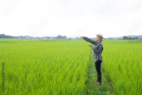 Asian Woman Rural Agriculture Laptop farmer modern farmer checking his rice field and working on laptop 