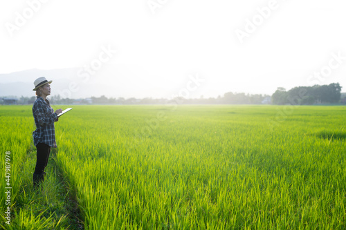 Side view of asian farmer woman wear hat and shirt using laptop computer at rice field