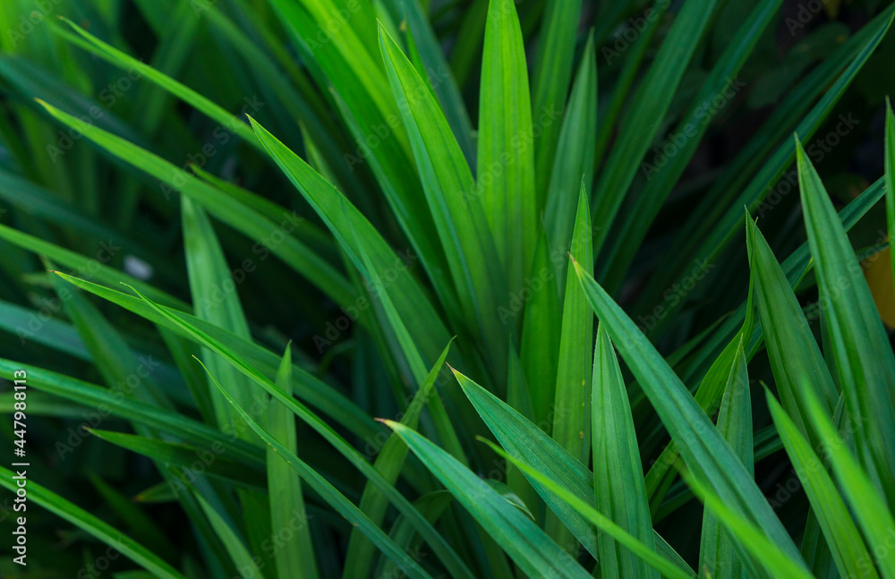 close up of green leaf close up of green leaf