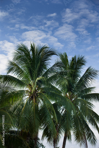 coconut trees on blue sky background