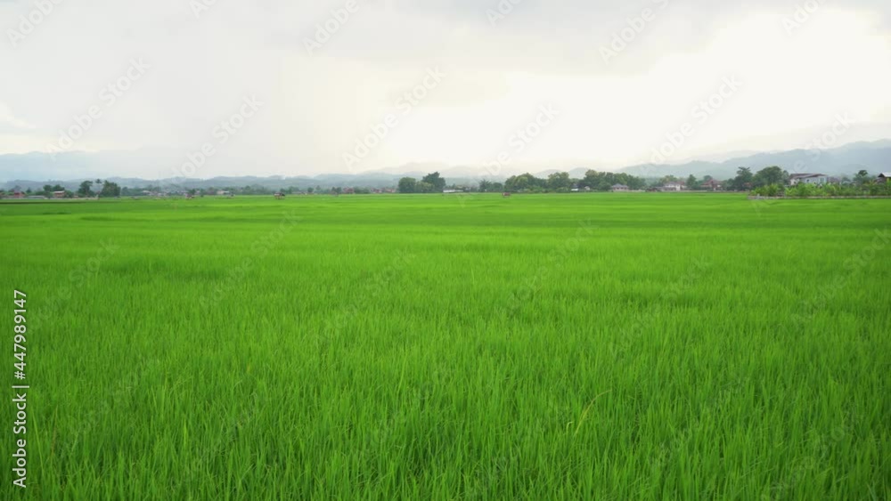 An aerial view of a large rice field near the village. There is a beautiful sun shining in Nan Province, the northern part of Thailand. An aerial view of a large rice field near the village. There is a beautiful sun shining in Nan Province, the northern part of Thailand.