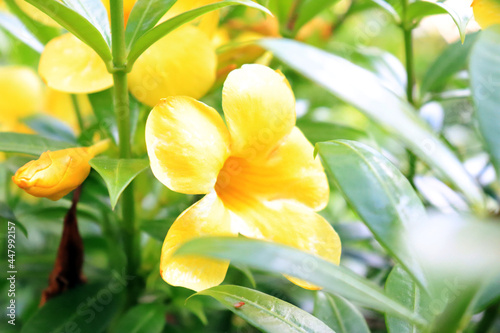 close up capture of yellow color flower