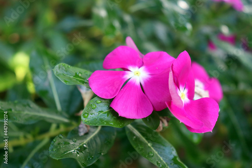 two pink color flowers together
