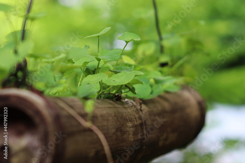 green leaves as a sky cultivation