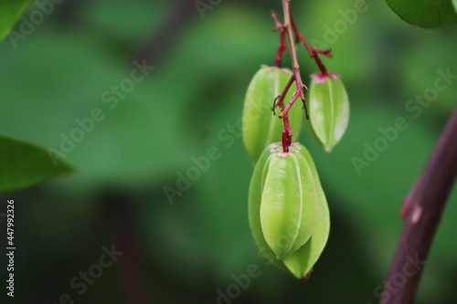 raw green color carambola fruit