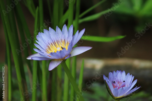 blue lilies bloom in the morning