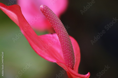 close up picture of anthurium spadix