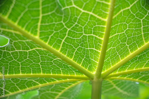 Papaya leaf bones under the rays of the sun, Green leaf texture pattern. Macro view plant skeleton and veins structure. Photosynthesis organic plant system.  selective focus