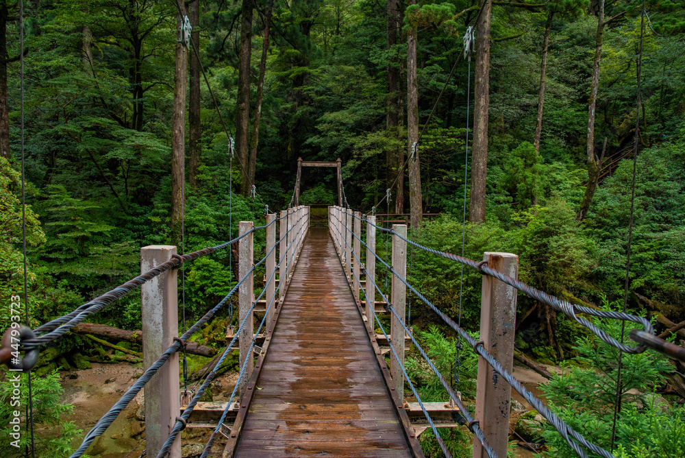 View of wooden bridgealong cedar trees in Yakushima island forest, Kagoshima Prefecture, Japan View of wooden bridgealong cedar trees in Yakushima island forest, Kagoshima Prefecture, Japan