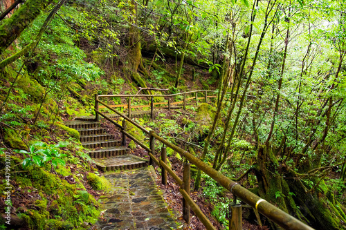 View of wooden bridgealong cedar trees in Yakushima island forest  Kagoshima Prefecture  Japan