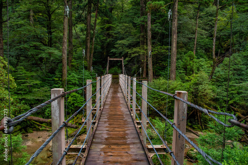 View of wooden bridgealong cedar trees in Yakushima island forest  Kagoshima Prefecture  Japan