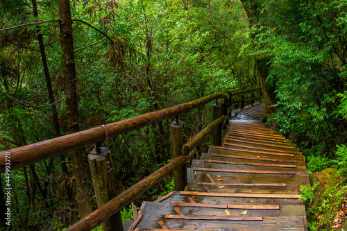 View of wooden bridgealong cedar trees in Yakushima island forest  Kagoshima Prefecture  Japan