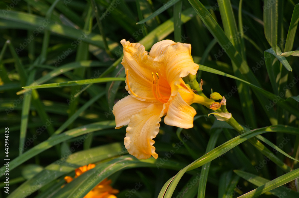 Orange Lilies in a Garden
