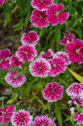 Pink and White Flowers in a Garden