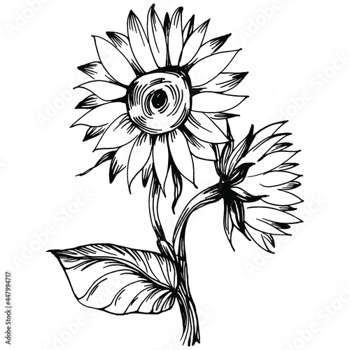 Sunflower flower. Floral botanical flower. Isolated illustration element. Vector hand drawing wildflower for background, texture, wrapper pattern, frame or border.